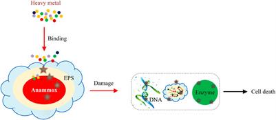 Effects of Heavy Metals on the Performance and Mechanism of Anaerobic Ammonium Oxidation for Treating Wastewater